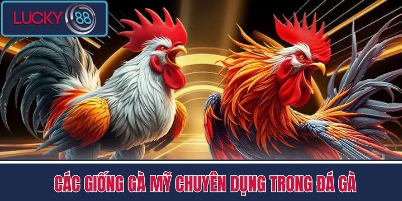 Đá Gà Mỹ - Cách Chọn Gà Hiệu Quả Từ Cược Thủ Nhà Cái LUCKY88 3 Các Giống Gà Mỹ Chuyên Dụng Trong Đá Gà