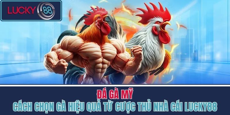 đá gà mỹ