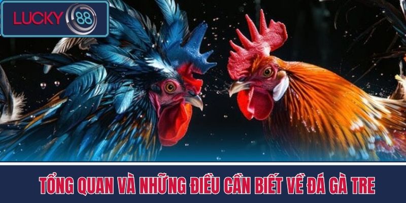 Đá Gà Tre - Trải Nghiệm Đá Gà Độc Lạ Tại Nhà Cái LUCKY88 2 Tổng quan và những điều cần biết về đá gà tre